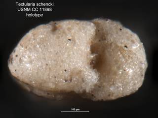 To NMNH Paleobiology Collection (Textularia schencki USNM CC 11898 holotype 2)
