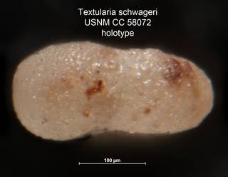 To NMNH Paleobiology Collection (Textularia schwageri USNM CC 58072 holotype 2)