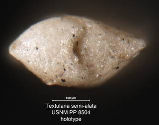 To NMNH Paleobiology Collection (Textularia semialata USNM PP 8504 holotype 2)