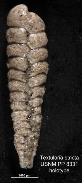 To NMNH Paleobiology Collection (Textularia stricta USNM PP 8331 holotype 1)