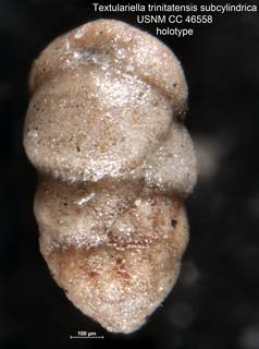 To NMNH Paleobiology Collection (Textulariella trinitatensis subcylindrica USNM CC 46558 holotype)