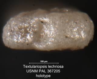 To NMNH Paleobiology Collection (Textulariopsis lechriosa USNM PAL 367205 holotype top)