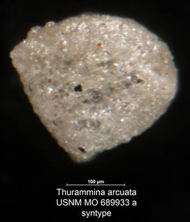 To NMNH Paleobiology Collection (Thurammina arcuata USNM MO 689933a syntype)