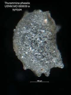 To NMNH Paleobiology Collection (Thurammina phasela USNM MO 689939a syntype)