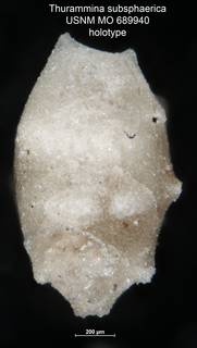 To NMNH Paleobiology Collection (Thurammina subsphaerica USNM MO 689940 holotype)
