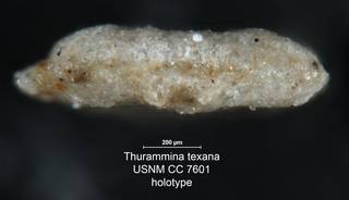 To NMNH Paleobiology Collection (Thurammina texana USNM CC 7601 holotype edge)