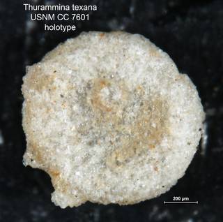 To NMNH Paleobiology Collection (Thurammina texana USNM CC 7601 holotype)