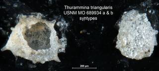 To NMNH Paleobiology Collection (Thurammina triangularis USNM MO 689934ab syntypes)