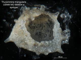 To NMNH Paleobiology Collection (Thurammina triangularis USNM MO 689934a syntype)
