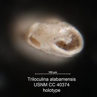 To NMNH Paleobiology Collection (Triloculina alabamensis USNM CC 40374 holotype)