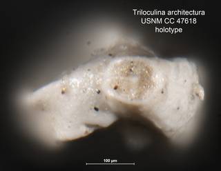 To NMNH Paleobiology Collection (Triloculina architectura USNM CC 47618 holotype ap)