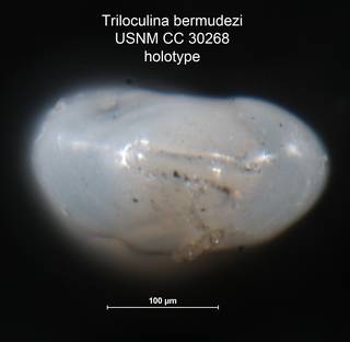To NMNH Paleobiology Collection (Triloculina bermudezi USNM CC 30268 holotype ap)