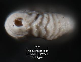 To NMNH Paleobiology Collection (Triloculina mirifica USNM CC 21271 holotype ap)