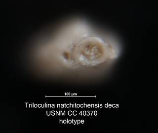 To NMNH Paleobiology Collection (Triloculina natchitochensis deca USNM CC 40370 holotype ap)