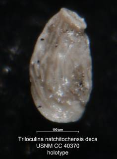To NMNH Paleobiology Collection (Triloculina natchitochensis deca USNM CC 40370 holotype)