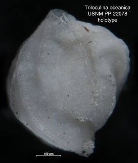 To NMNH Paleobiology Collection (Triloculina oceanica USNM PP 22078 holotype)