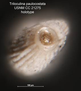 To NMNH Paleobiology Collection (Triloculina paulocostata USNM CC 21275 holotype ap)
