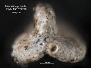 To NMNH Paleobiology Collection (Triloculina projecta USNM MO 324729 holotype ap)