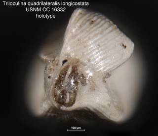 To NMNH Paleobiology Collection (Triloculina quadrilateralis longicostata USNM CC 16332 holotype ap)
