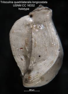 To NMNH Paleobiology Collection (Triloculina quadrilateralis longicostata USNM CC 16332 holotype)