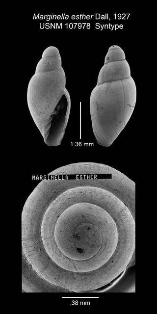 To NMNH Extant Collection (IZ MOL107978 Syntype Shell SEM Plate)