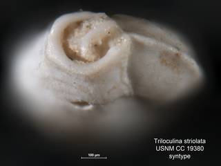 To NMNH Paleobiology Collection (Triloculina striolata USNM CC 19380 holo ap)