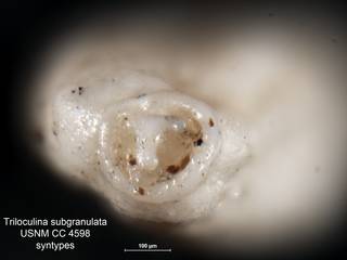 To NMNH Paleobiology Collection (Triloculina subgranulata USNM CC 4598 syn top lft ap)