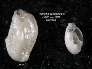 To NMNH Paleobiology Collection (Triloculina subgranulata USNM CC 4598 syn top)