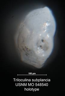 To NMNH Paleobiology Collection (Triloculina subplanciana USNM MO 548540 holo ap)