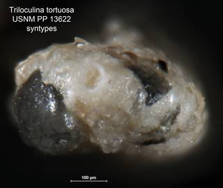 To NMNH Paleobiology Collection (Triloculina tortuosa USNM PP 13622 syn ll ap)