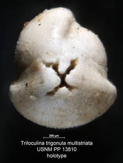 To NMNH Paleobiology Collection (Triloculina trigonula multistriata USNM PP 13810 holo ap)