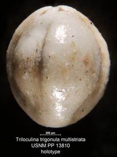 To NMNH Paleobiology Collection (Triloculina trigonula multistriata USNM PP 13810 holo)