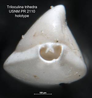 To NMNH Paleobiology Collection (Triloculina trihedra USNM PR 2110 holo ap)