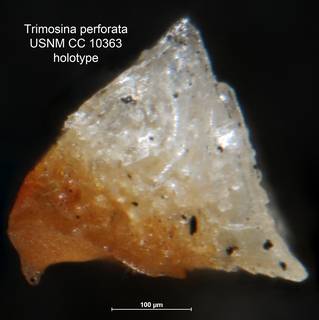 To NMNH Paleobiology Collection (Trimosina perforata USNM CC 10363 holo end)