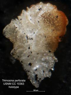 To NMNH Paleobiology Collection (Trimosina perforata USNM CC 10363 holo)
