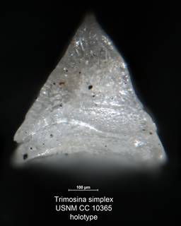 To NMNH Paleobiology Collection (Trimosina simplex USNM CC 10365 holo end)