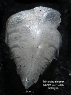 To NMNH Paleobiology Collection (Trimosina simplex USNM CC 10365 holo)