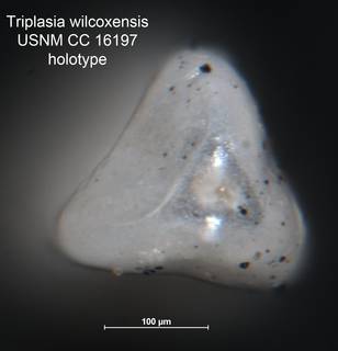 To NMNH Paleobiology Collection (Triplasia wilcoxensis USNM CC 16197 holo ap)
