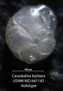 To NMNH Paleobiology Collection (Cassidulina barbara USNM MO 641143 holotype 1)
