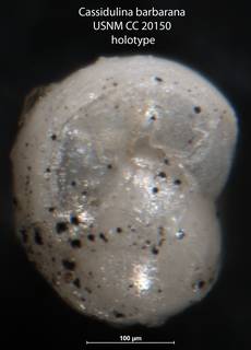 To NMNH Paleobiology Collection (Cassidulina barbarana USNM CC 20150 holotype 2)