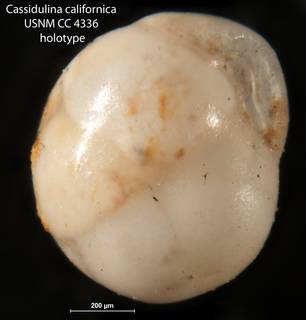 To NMNH Paleobiology Collection (Cassidulina californica USNM CC 4336 holotype 1)