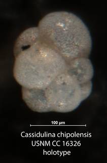 To NMNH Paleobiology Collection (Cassidulina chipolensis USNM CC 16326 holotype 1)