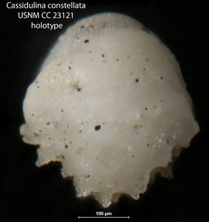 To NMNH Paleobiology Collection (Cassidulina constellata USNM CC 23121 holotype 2)