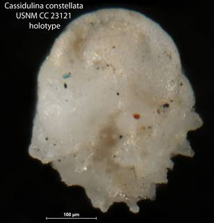 To NMNH Paleobiology Collection (Cassidulina constellata USNM CC 23121 holotype 1)