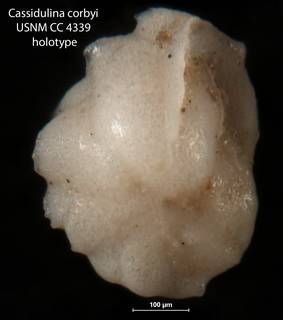To NMNH Paleobiology Collection (Cassidulina corbyi USNM CC 4339 holotype 1)