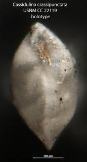 To NMNH Paleobiology Collection (Cassidulina crassipunctata USNM CC 22119 holotype 2)