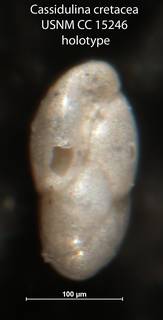 To NMNH Paleobiology Collection (Cassidulina cretacea USNM CC 15246 holotype 2)