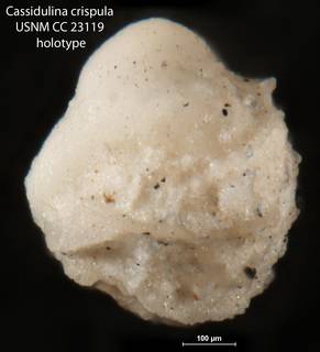 To NMNH Paleobiology Collection (Cassidulina crispula USNM CC 23119 holotype 2)