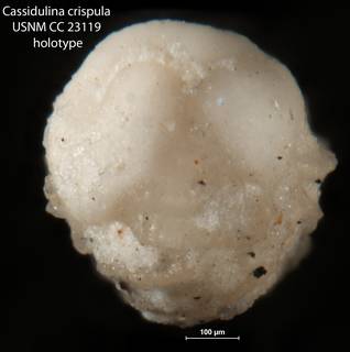 To NMNH Paleobiology Collection (Cassidulina crispula USNM CC 23119 holotype 1)