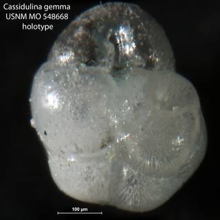 To NMNH Paleobiology Collection (Cassidulina gemma USNM MO 548668 holotype 1)